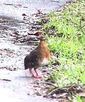 Red-breasted Partridge - Arborophila hyperythra