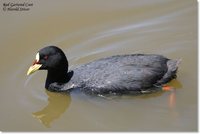 Red-gartered Coot - Fulica armillata