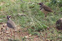 Bronze-winged Courser - Rhinoptilus chalcopterus