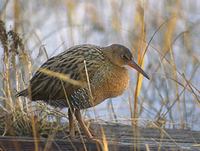 Clapper Rail (Rallus longirostris) photo