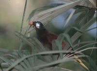 Montezuma Oropendola (Gymnostinops montezuma) photo