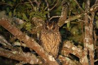 Madagascar Long-eared Owl - Asio madagascariensis