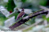 Malaysian Honeyguide - Indicator archipelagicus