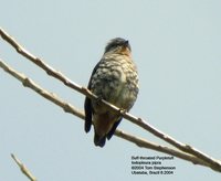 Buff-throated Purpletuft - Iodopleura pipra