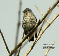 Buff-throated Purpletuft - Iodopleura pipra