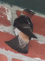 Cliff Swallow - Petrochelidon pyrrhonota