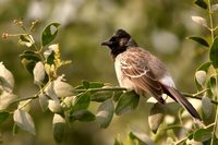 Red-vented Bulbul - Pycnonotus cafer