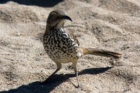 Gray Thrasher - Toxostoma cinereum