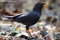 Blue Whistling-Thrush - Myophonus caeruleus