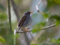 Orange-billed Nightingale-Thrush - Catharus aurantiirostris