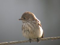 Gray-spotted Flycatcher - Muscicapa griseisticta