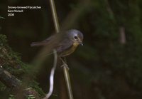 Snowy-browed Flycatcher - Ficedula hyperythra