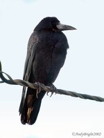 Rook - Corvus frugilegus