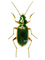 긴줄무늬먼지벌레 - Chlaenius spoliatus