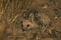 Long-eared Hedgehog