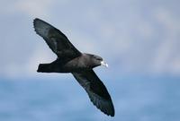 White-chinned Petrel (Procellaria aequinoctialis)