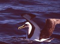 Buller's Albatross