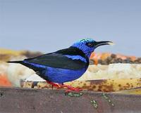 * Red Legged Honeycreeper