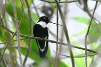 Collared Inca - Coeligena torquata