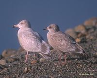 Nelson's Gull (Herring x Glaucous hybrid) at Modesto STP © 2000 Jim Gain