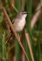 Tawny-flanked Prinia