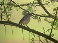 Grey Flycatcher - Bradornis microrhynchus