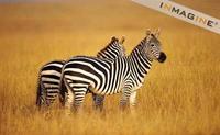 Zebra (Equus burchelli) photo