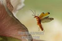 Red soldier beetle ( Rhagonycha fulva ) stock photo