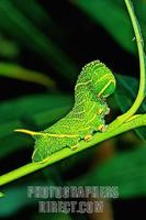 Poplar Hawk moth eruca ( Laothoe populi ) stock photo