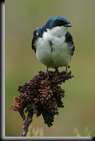 Tree Swallow, Jamaica Bay, NY