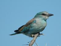 European Roller p.236