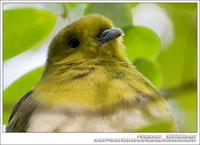 White-Bellied Green Pigeon 紅翅綠鳩 IMG 2889.jpg