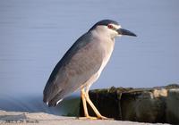 Black-Crowned Night Heron Nycticorax nycticorax 해오라기