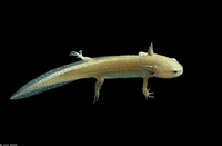 : Ambystoma talpoideum; Mole Salamander