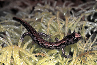 : Aneides vagrans; Wandering Salamander