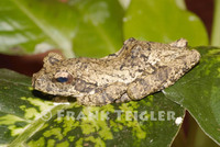 : Chiromantis xerampelina; Gray Tree Frog