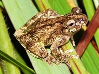 : Dendropsophus seniculus