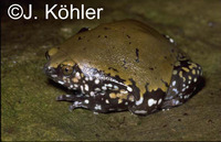 : Dermatonotus muelleri