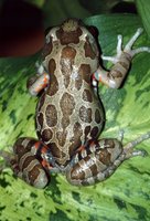 : Kassina maculata; Red-legged Kassina