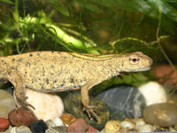 : Paramesotriton chinensis; Chinese Warty Newt