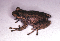 : Pristimantis boulengeri