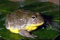 : Pyxicephalus edulis; Edible Bullfrog