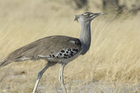 : Ardeotis kori; Kori Bustard