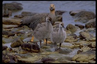 : Chloephaga picta leucoptera; Upland Goose