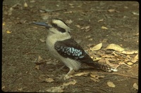 : Dacelo novaeguineae; Laughing Kookaburra