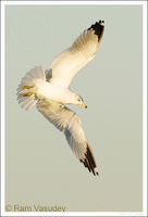 : Larus delawarensis; Ring-billed Gull
