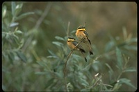 : Merops pusillus cyanostictus; Little Bee-eater