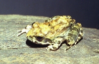 : Tomopterna natalensis; Natal Sand Frog
