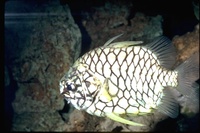 : Monocentris japonica; Pinecone Fish