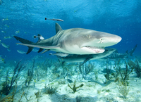 : Negaprion brevirostris; Lemon Shark